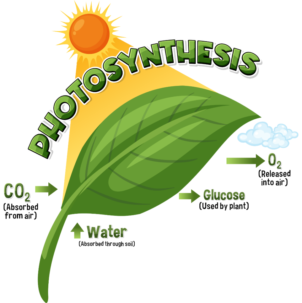 Photosynthesis process diagram showing plants converting light energy into chemical energy stored in glucose.