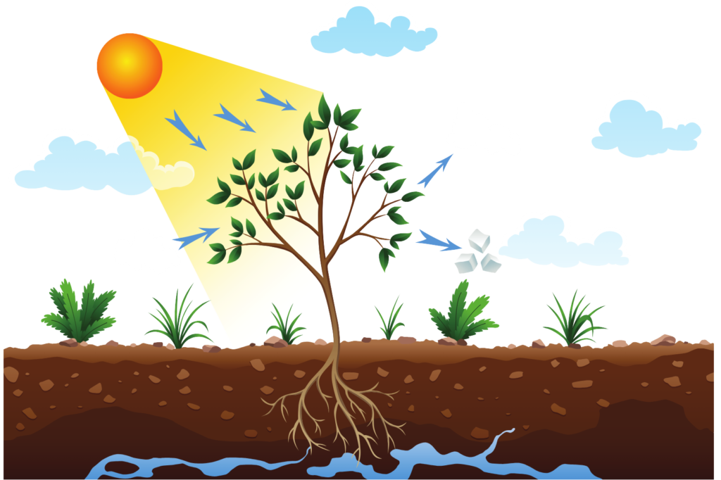 Diagram showing the process of photosynthesis with sunlight, a plant, water, and roots.