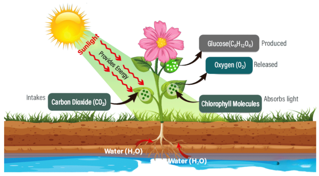 Diagram of photosynthesis showing how sunlight, carbon dioxide, and water help a plant produce glucose and oxygen.