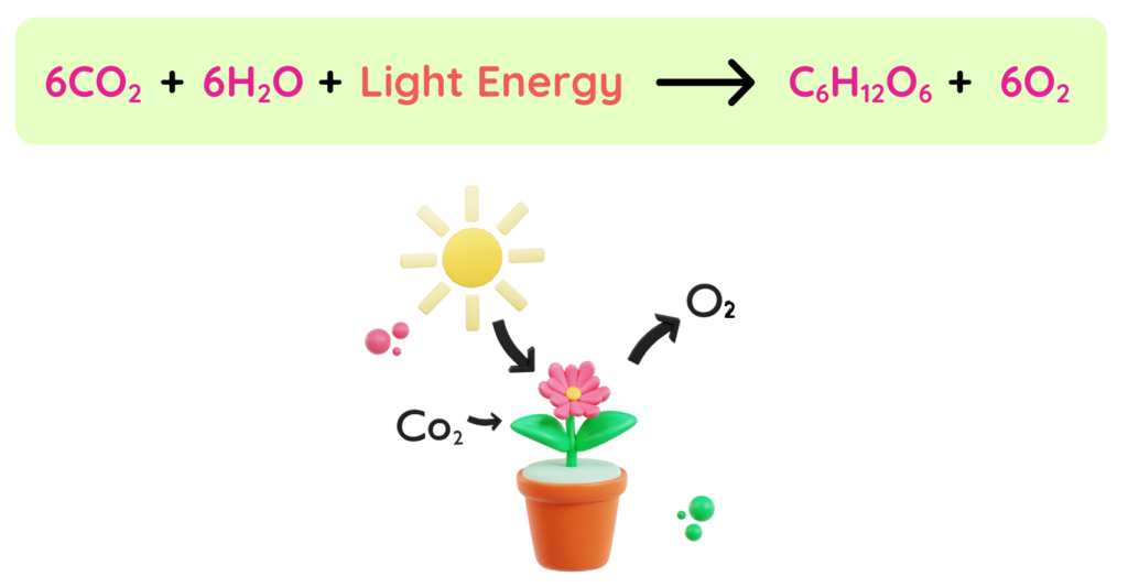 Diagram of photosynthesis showing light energy helping plant make glucose