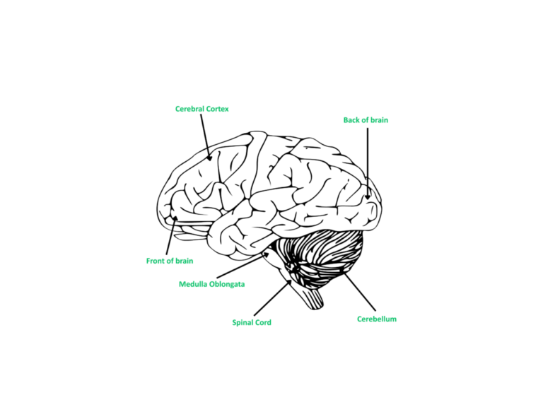 Brain Diagram: Step-by-Step Examples