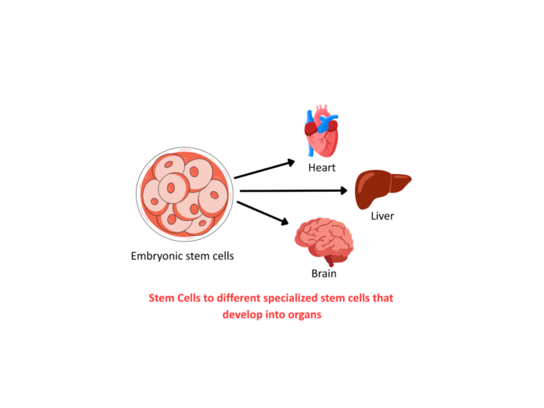 Stem Cells GCSE: Step-by-Step Examples