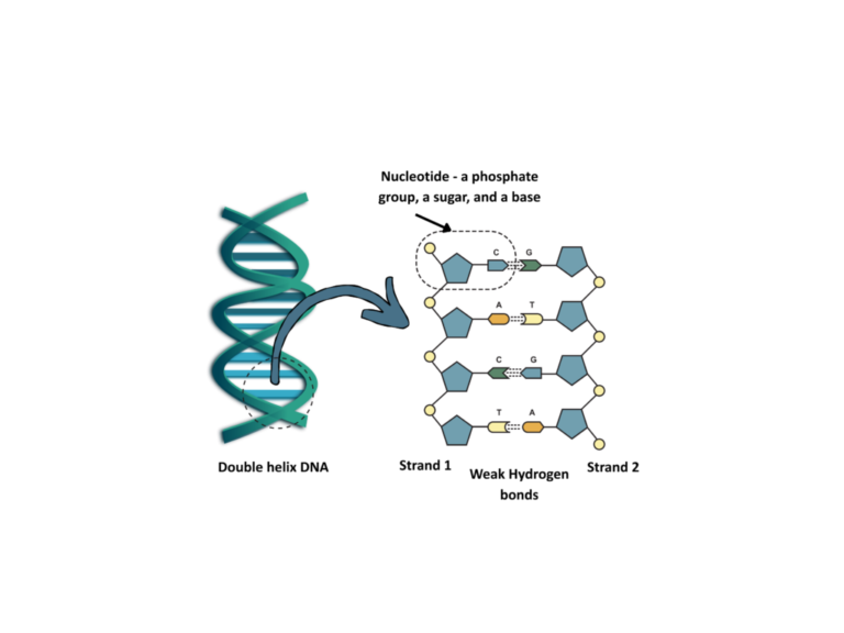 Structure of DNA GCSE: Step-by-Step Examples