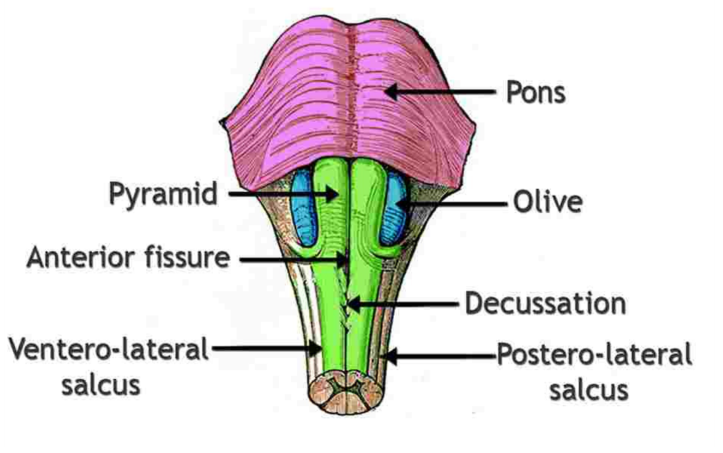 Anatomical of the brainstem showing the Pons, Pyramid, Olive, and Decussation.