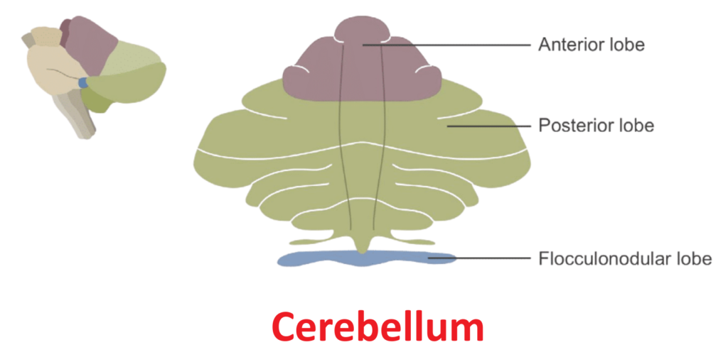Detailed Brain Diagram focusing on the Cerebellum structure, illustrating the Anterior, Posterior, and Flocculonodular lobes.