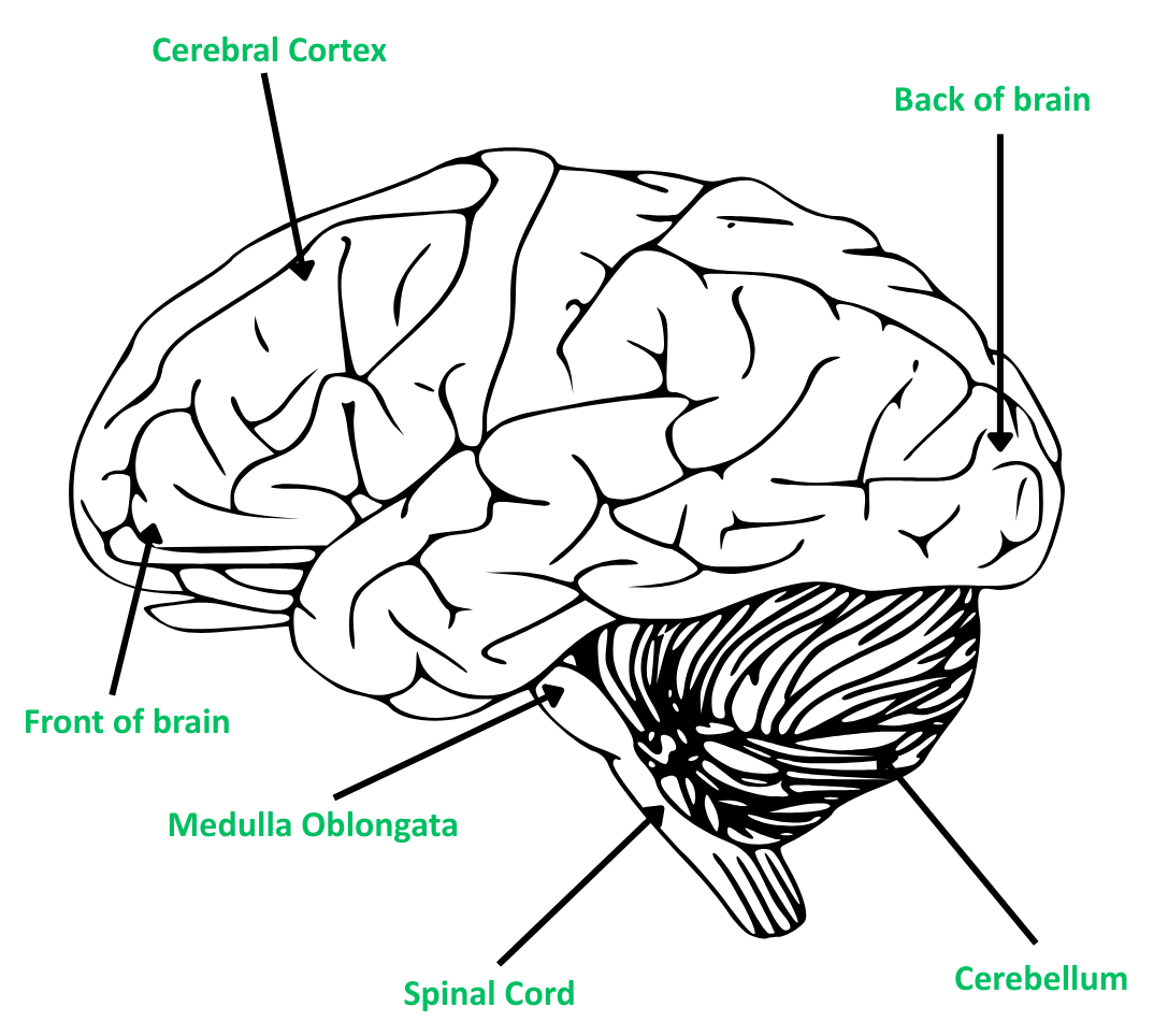 Line drawing Brain Diagram showing the side view of the human brain with labels for the Cerebral Cortex, Cerebellum, Medulla Oblongata, and Spinal Cord.