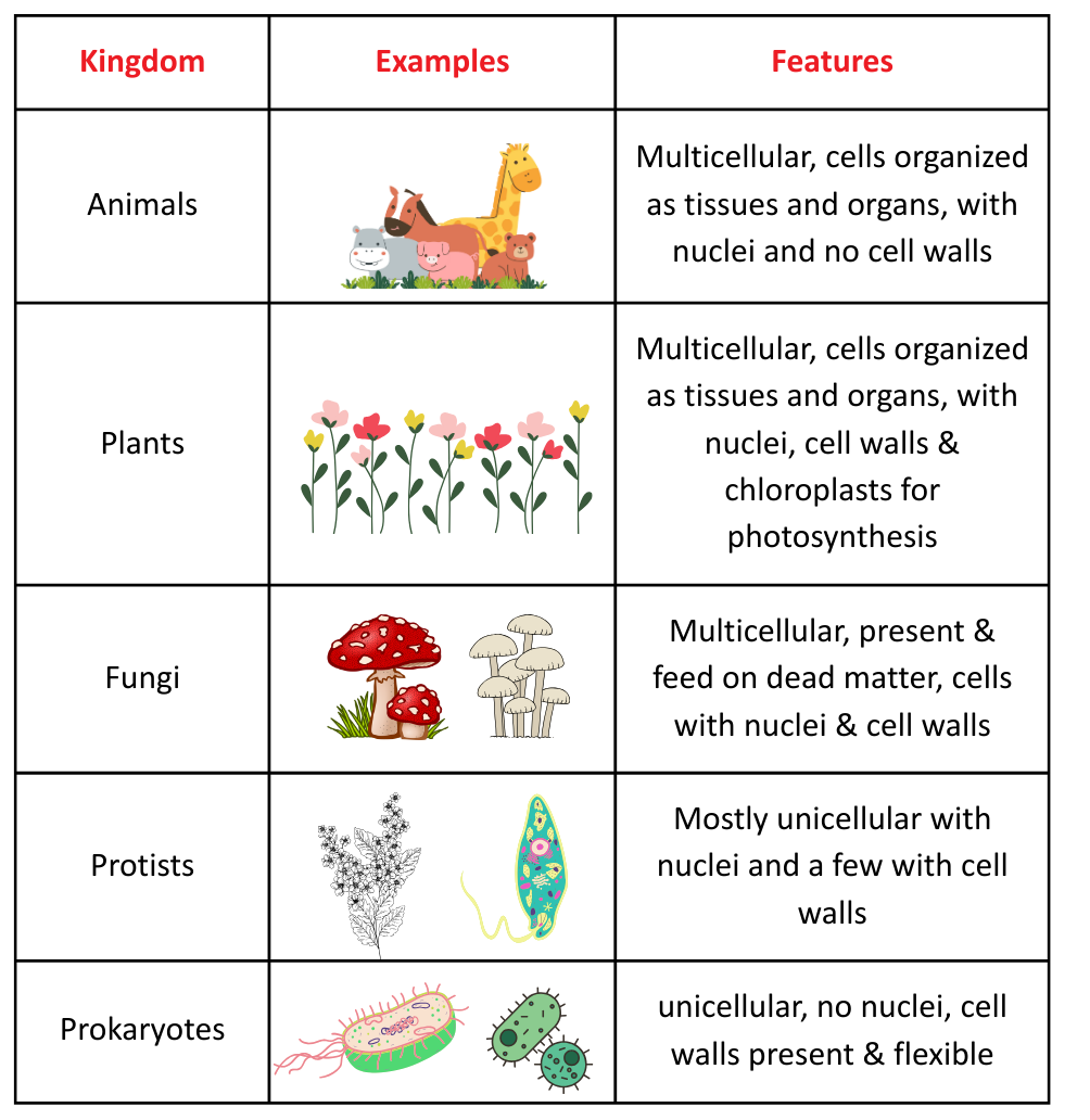 Table detailing the five kingdoms for Classification GCSE, listing examples and cellular features for Animals, Plants, Fungi, Protists, and Prokaryotes.