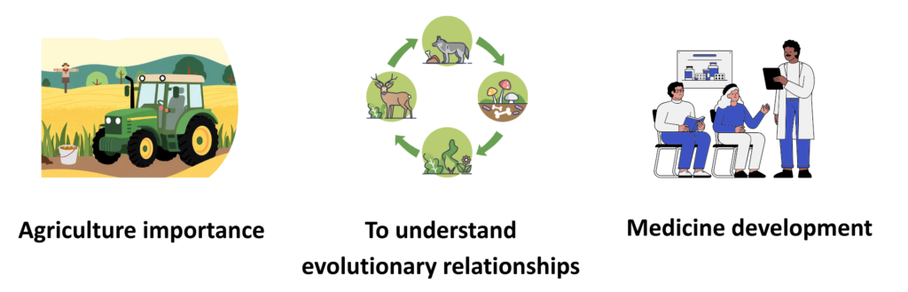 Diagram for Classification GCSE illustrating the importance of classification in agriculture, understanding evolutionary relationships, and medicine development.