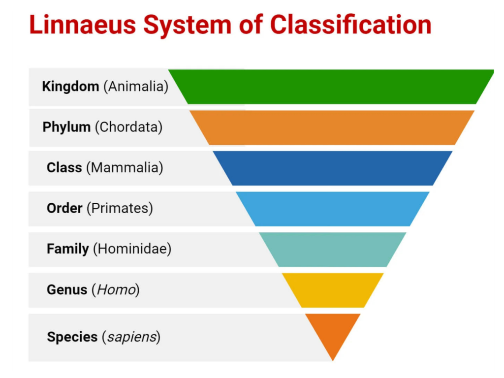 Diagram for Classification GCSE showing the Linnaeus System hierarchy from Kingdom down to Species.