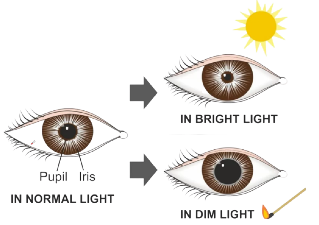 showing how the pupil changes size in bright light and dim light