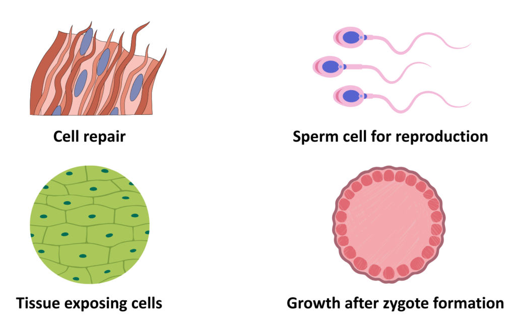 Diagram for Stages of Mitosis GCSE illustrating the functions of cell division: cell repair, reproduction, tissue maintenance, and growth after zygote formation