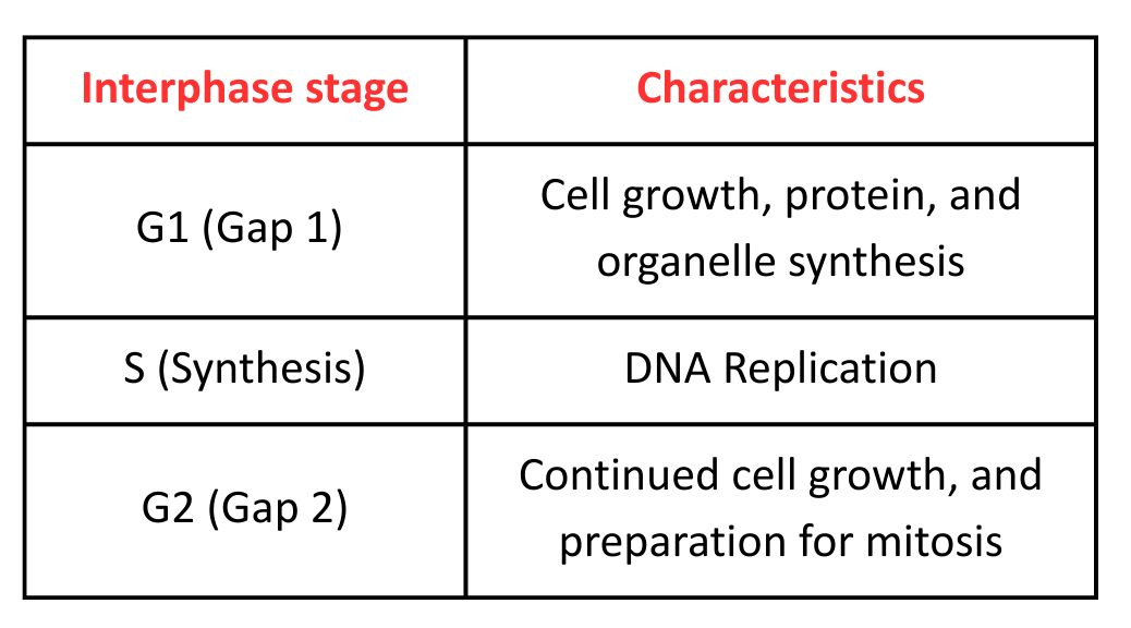 Table detailing the Interphase stages that occur before the Stages of Mitosis GCSE, including G1, S, and G2 phases.