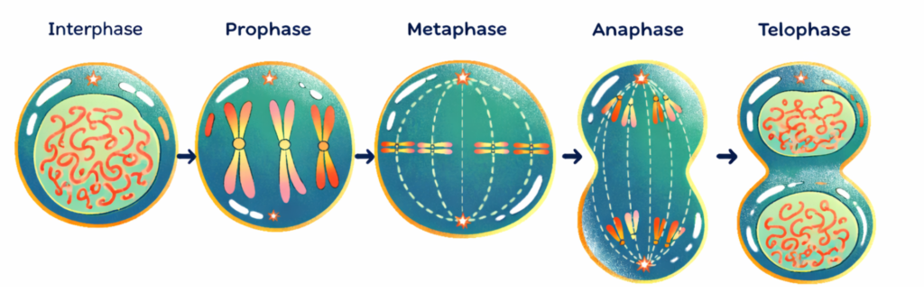 Diagram illustrating the sequential Stages of Mitosis GCSE from Interphase through to Telophase.