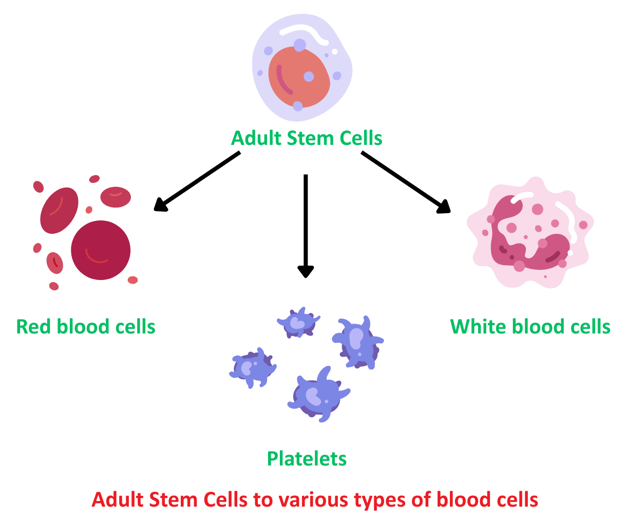 Diagram illustrating how adult stem cells differentiate into red blood cells, white blood cells, and platelets.