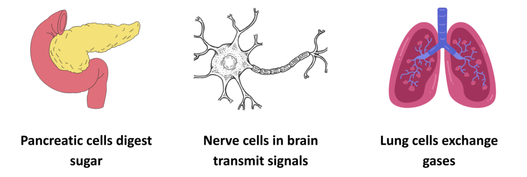 Educational diagram for showing examples of specialized cells: pancreatic cells, nerve cells, and lung cells.