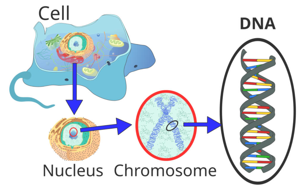 Diagram showing the location of the Structure of DNA within the hierarchy of a Cell, Nucleus, and Chromosome.