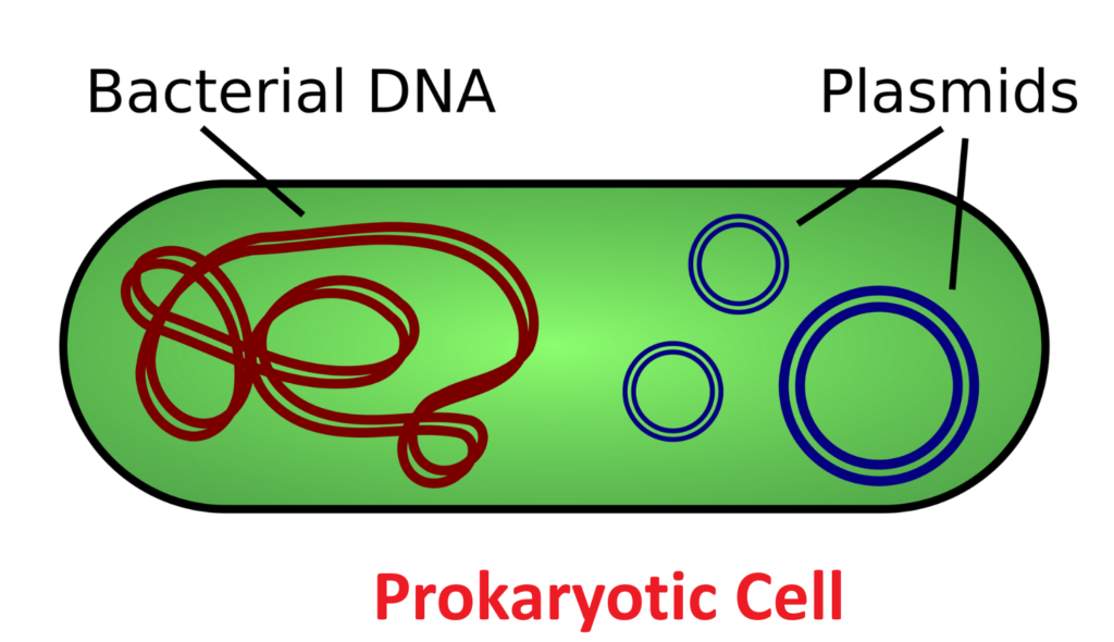 Diagram of a Prokaryotic Cell illustrating the Structure of DNA as a loose loop of Bacterial DNA and separate circular Plasmids.