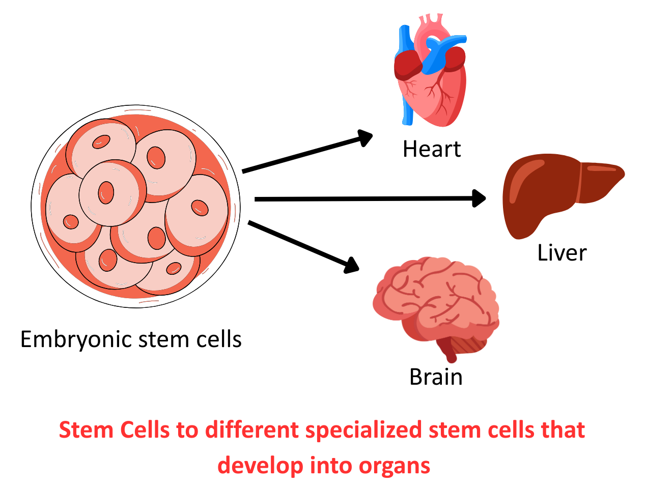 Diagram for Stem Cells GCSE showing embryonic stem cells differentiating into specialized organs like the heart, liver, and brain
