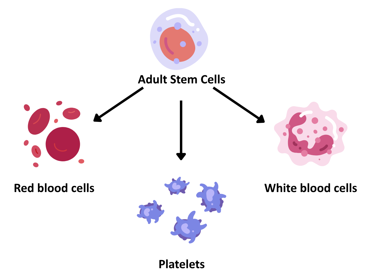 Diagram showing Adult Stem Cells developing into various types of blood cells: Red blood cells, White blood cells, and Platelets.