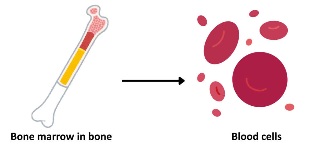 Diagram illustrating bone marrow inside a bone producing blood cells.