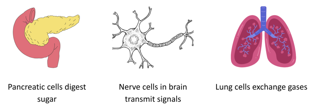 Illustrations of real-life specialized cells: Pancreatic cells, a Nerve cell, and Lungs.