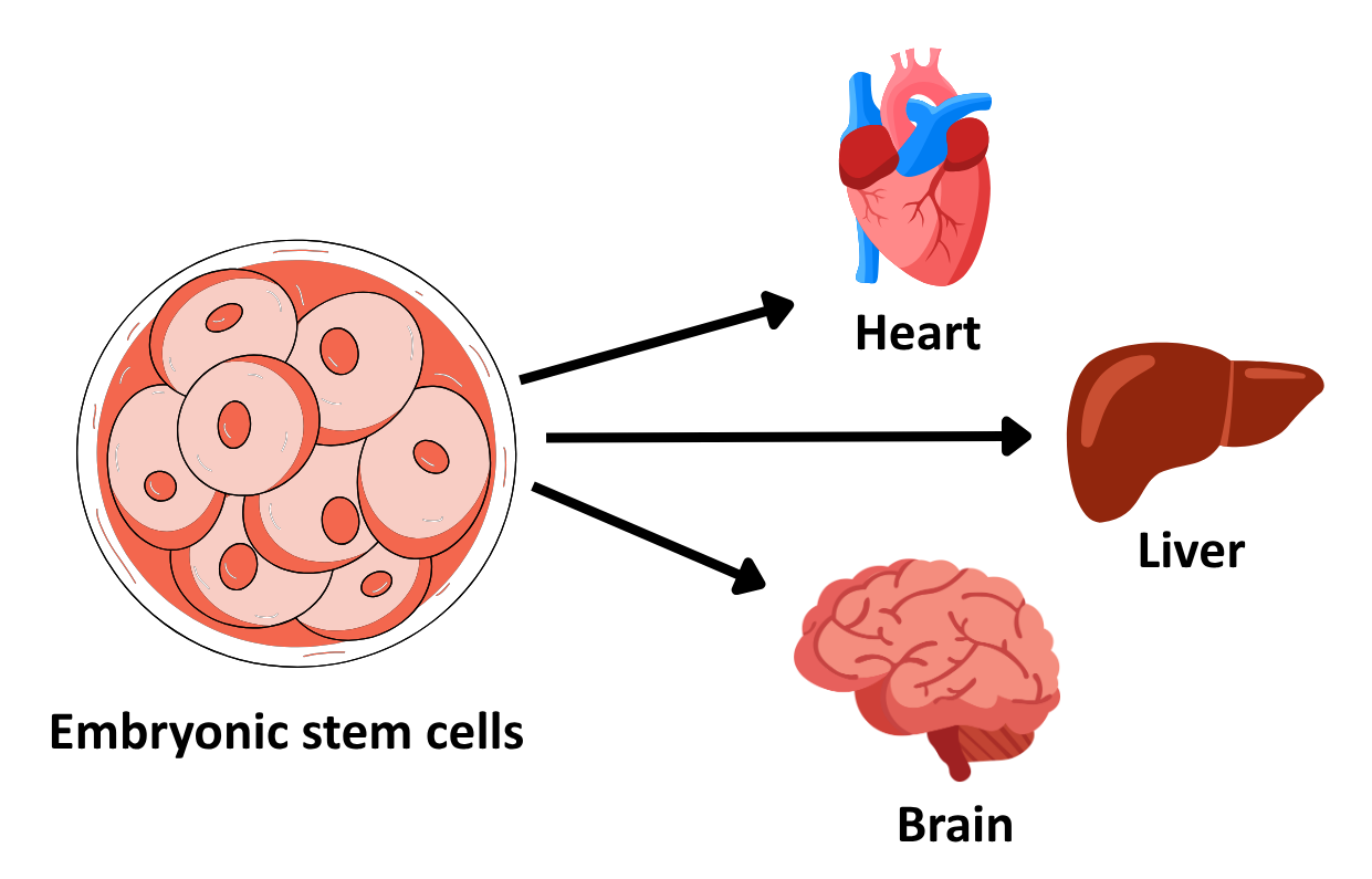 Diagram showing Embryonic stem cells developing into different organs: Heart, Liver, and Brain.